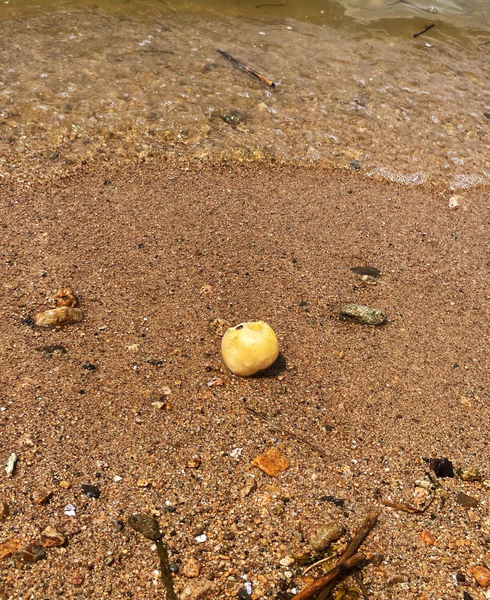moftt33's tweet image. 娘の自由研究の為に浜辺にきました。
近場でもイカの骨とか剥き出しの桃とか色々落ちてるもんですな。