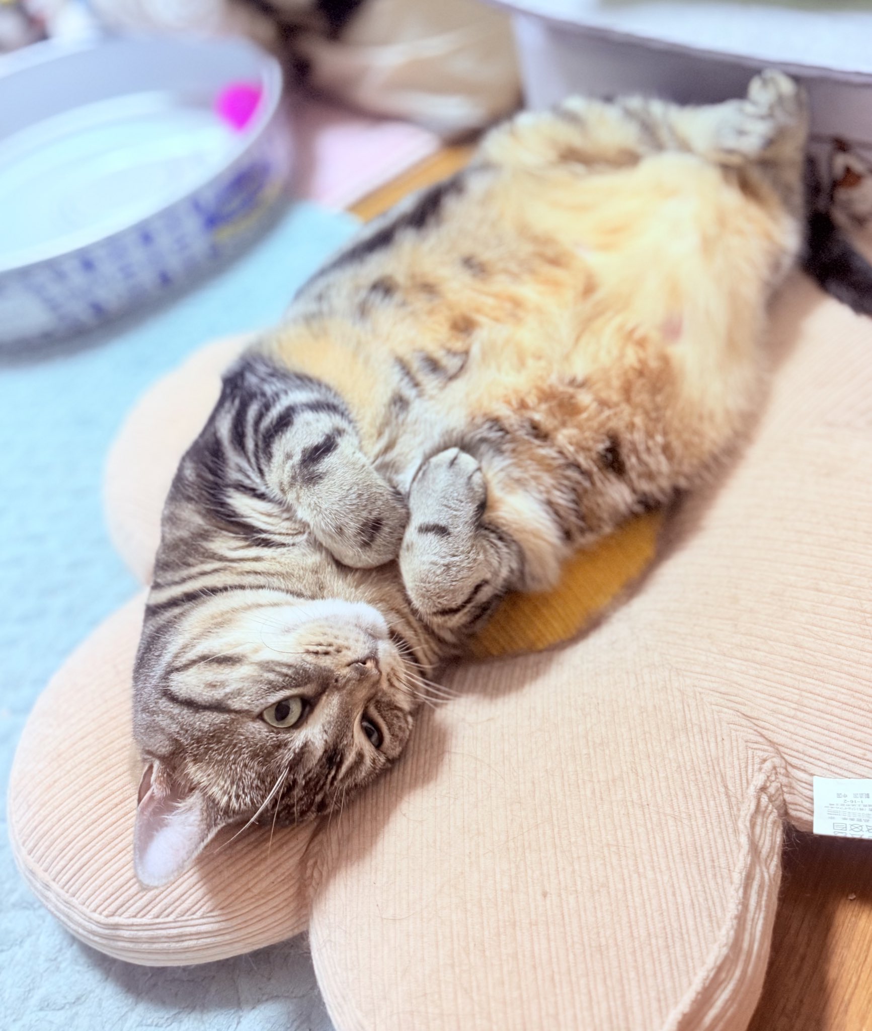 ねこ様 楽天市場】ねこ肯定感 抱きまくら Mサイズ みけねこのさんま