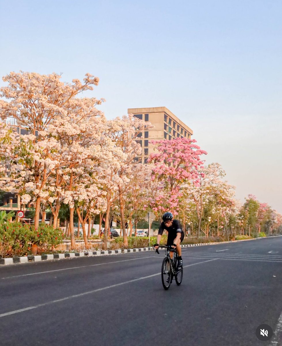 Tabebuya di Surabaya ❤️