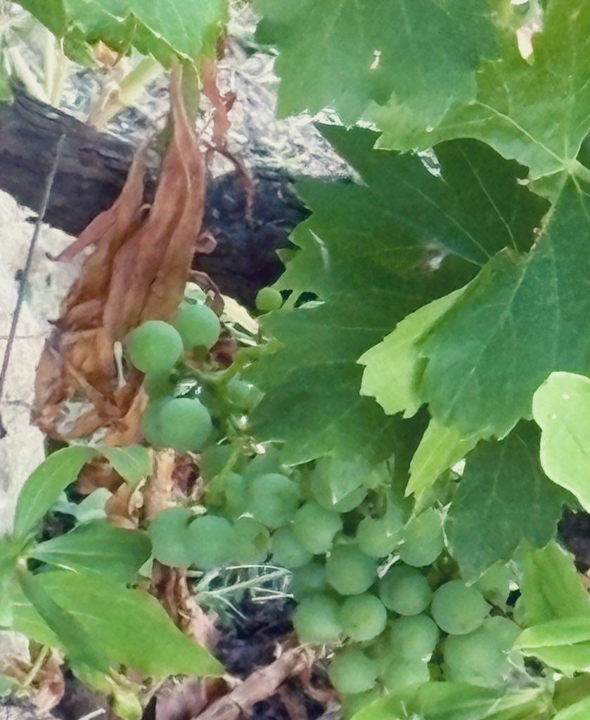 #Bondia #Lleida una miqueta de raïm de collita pròpia…🍇
