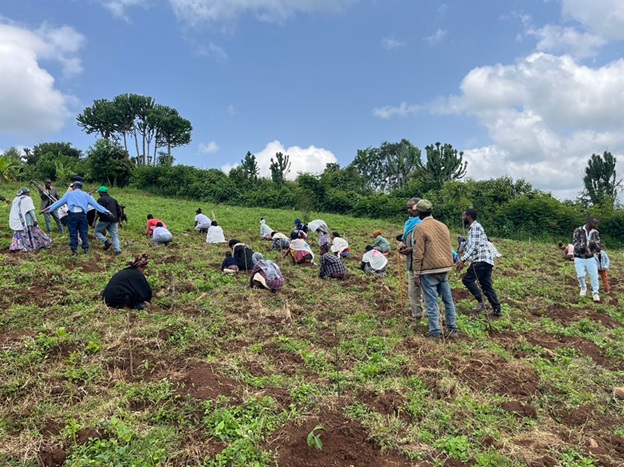 Ethiolatin Coffee tweet media