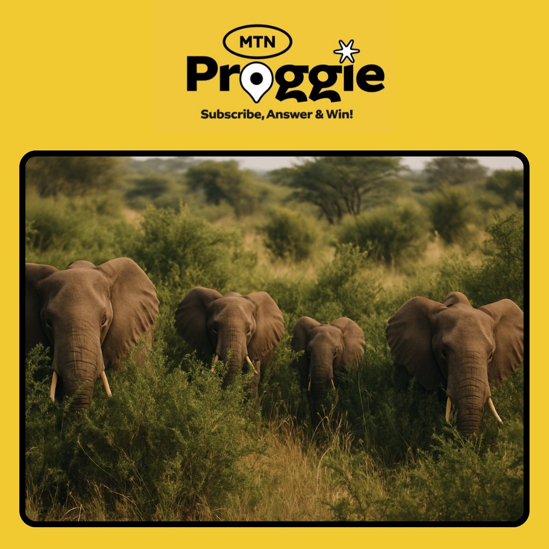 FREE Data Alert.

MTN Proggie is giving you a fully paid trip to Queen Elizabeth National Park.

Subscribe to the daily package at UGX 500 and post screenshot with todays date to win.