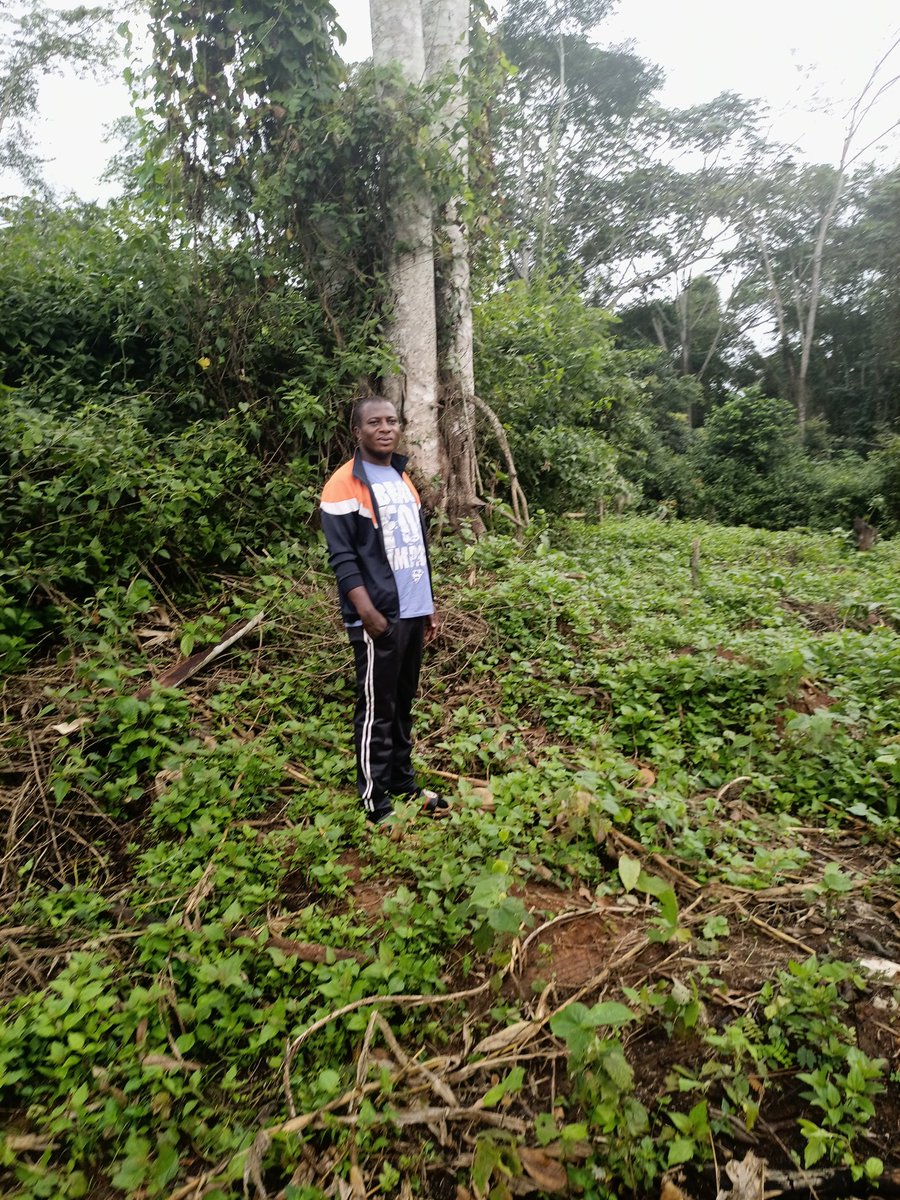 AbiluTangwa's tweet image. Good morning, humankind! On a scale of 1-10, how worried are you about logging companies destroying our equatorial rainforests? These trees are Earth’s lungs—let’s protect them! #StopDeforestation #SaveRainforests #ClimateAction