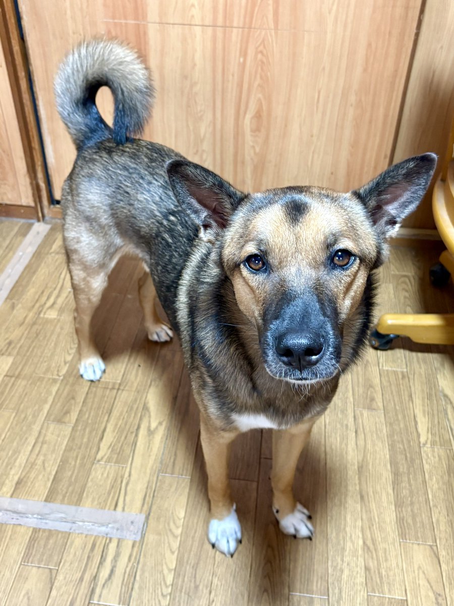 Biihyo's tweet photo. 雑種犬ってオリジナルブレンドだから多種多様で最高だよね。でも案外近所にいない。皆さんの愛しの雑種犬を見せていただけないでしょうか。 https://t.co/PjPGyeRT0A