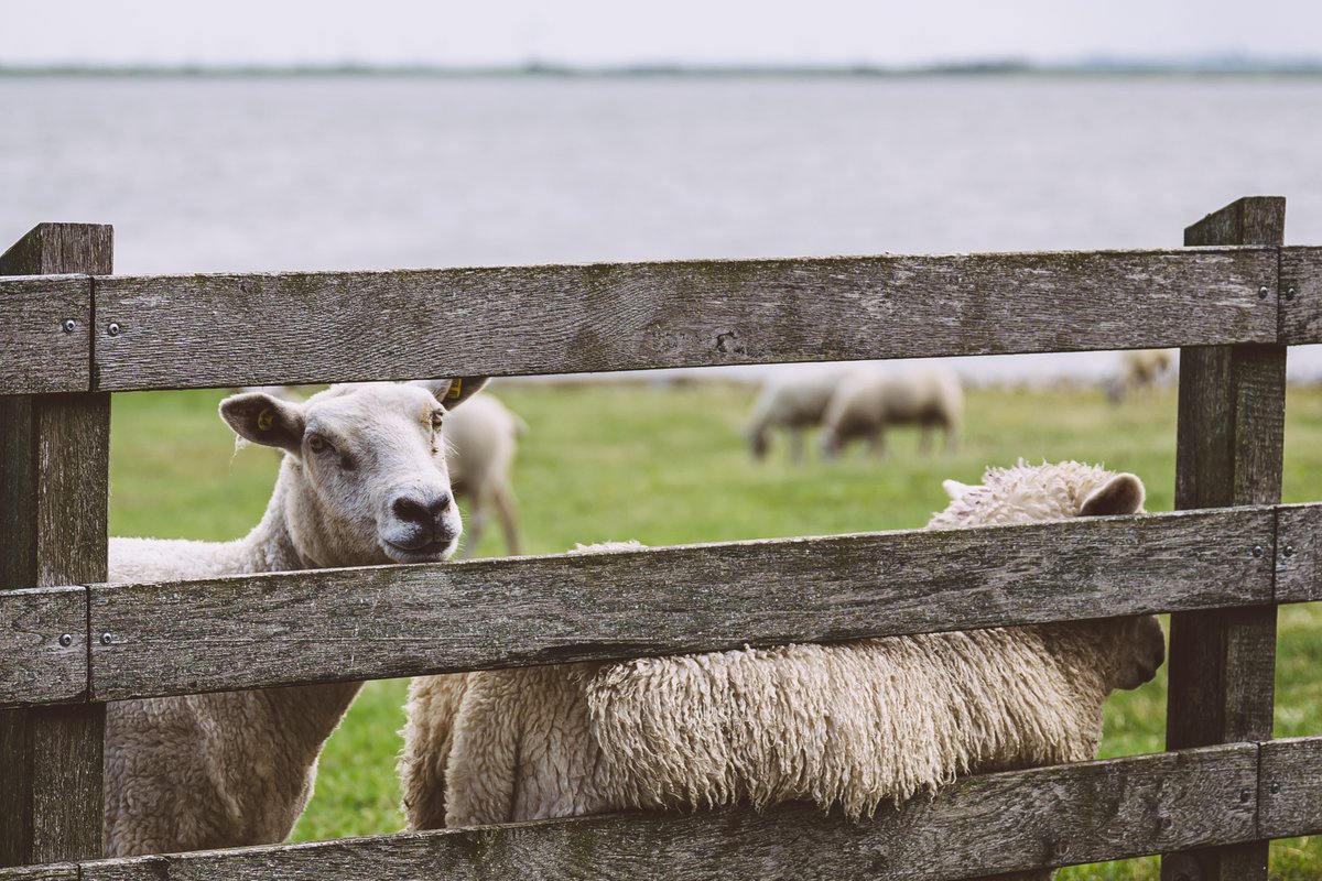 Ein herzhaftes „Moin” von der Nordsee! 
Ich bin endlich wieder im Besitz eines Telekommunikationsgerätes!  
#nordsee #northsea #küste #coast