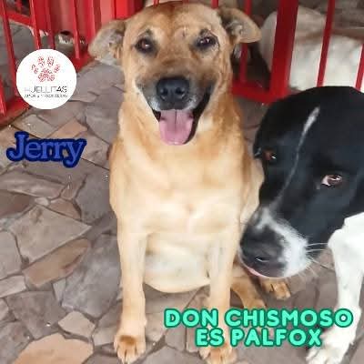 🌙✨ Nos vamos a dormir con una hermosa noticia…
Una noticia que es para todos aquellos que ayudaron a Jerry cuando más lo necesitaba, y también para ese angelito que hace apenas unos días preguntó por él.

🧡 Porque sí… el tiempo pasa, y con él, muchos olvidan.
Pero los