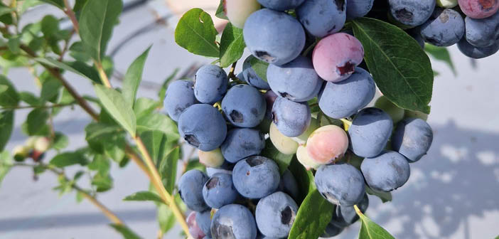 ACT Fruit Grower (@actfruitgrower) on Twitter photo The James Hutton Institute introduces the first Scottish-bred blueberry
Read more via #HortNews >> hortnews.com/articles/horti…
<a href="/JamesHuttonInst/">James Hutton Institute</a> #blueberry The James Hutton Institute introduces the first Scottish-bred blueberry
Read more via #HortNews >> hortnews.com/articles/horti…
<a href="/JamesHuttonInst/">James Hutton Institute</a> #blueberry