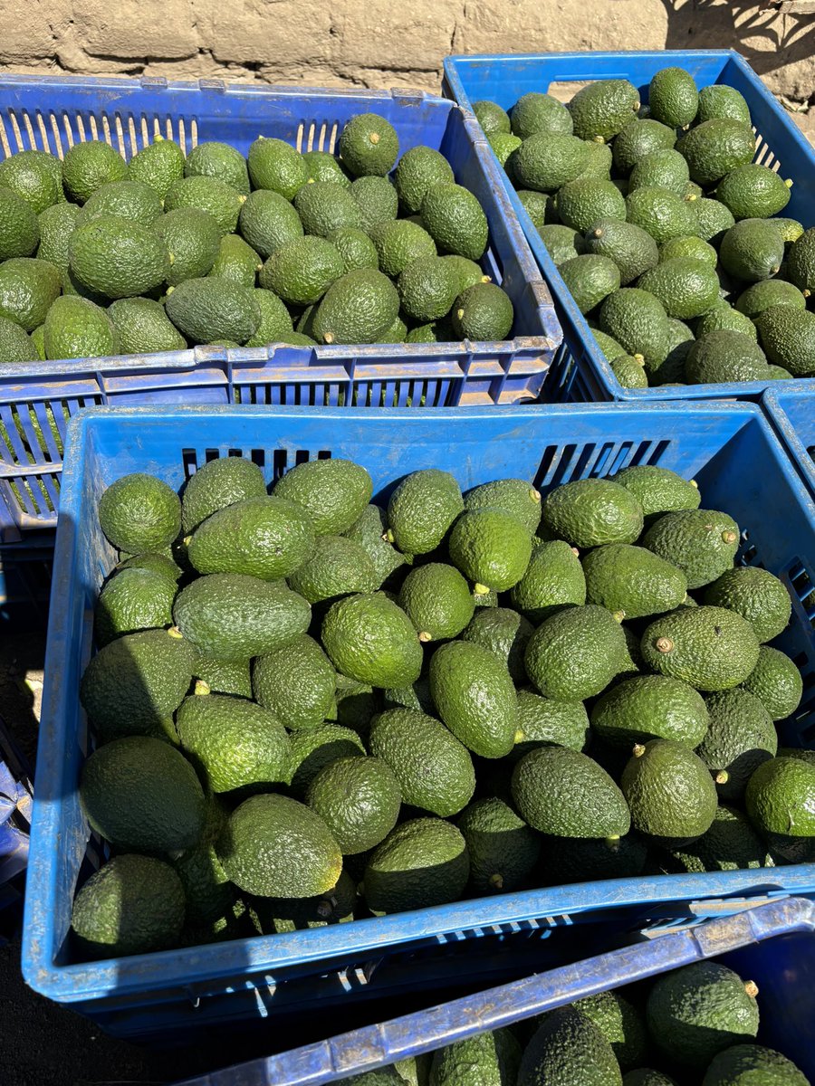 To the new beginnings… August 1st 🥑🥑🇹🇿🇹🇿