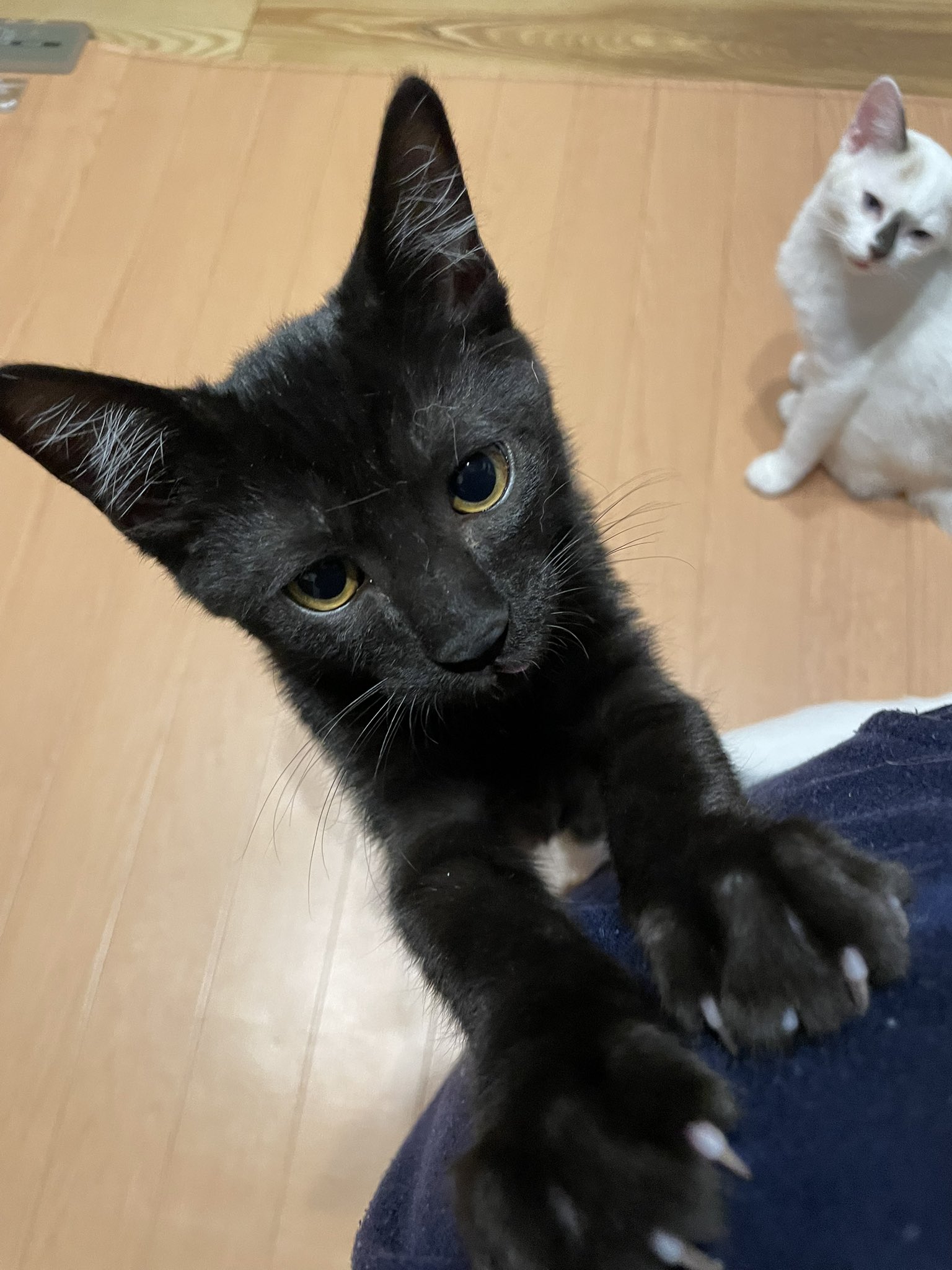 mine⑅︎四日市にゃんこレスキュー預かりボランティア on X