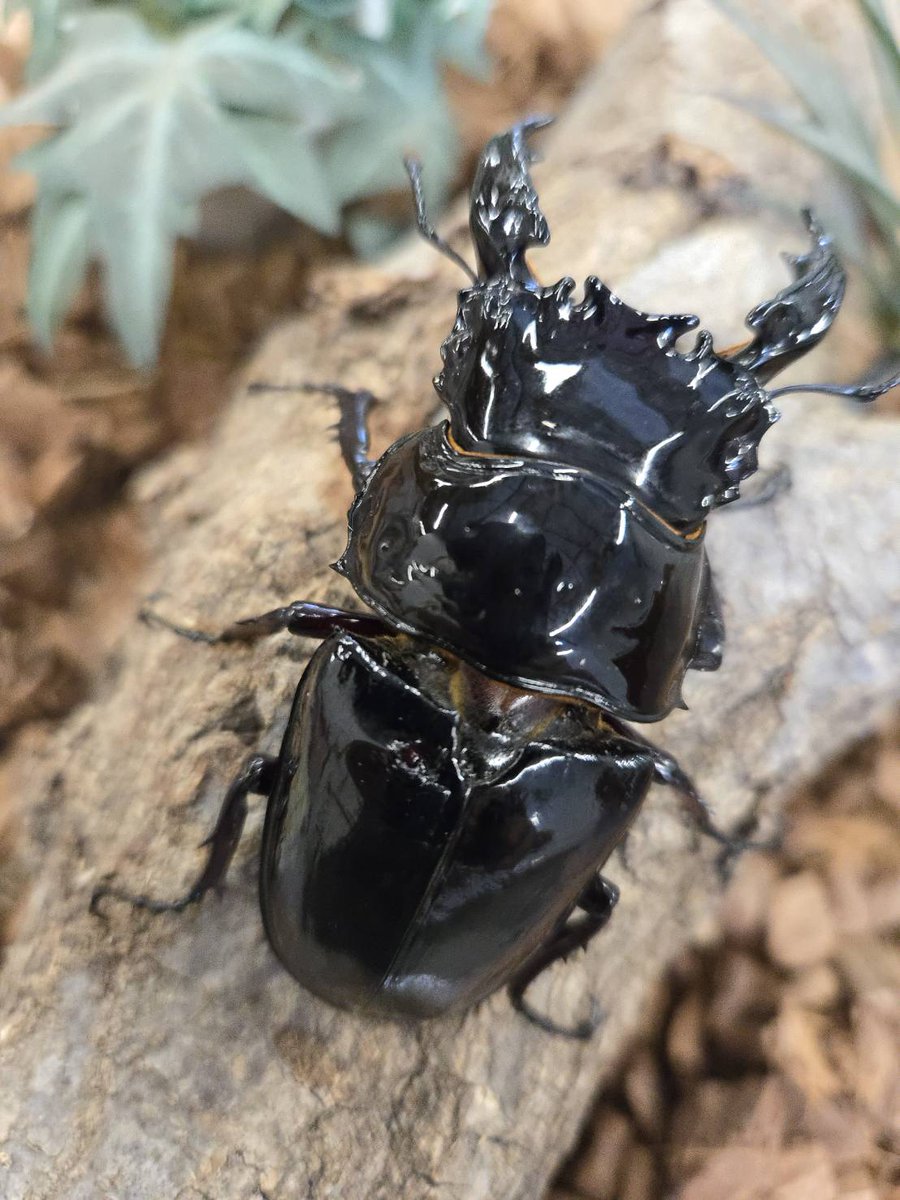 大きく迫力のある個体入りました🙌
☆ヘラクレス170mm
☆スマトラヒラタ105mm
☆レギウス84mm
詳しくはHPのお問い合わせよりメールでお願いします。
#大型個体
#大型ヘラクレス
#大型スマトラヒラタ
#迫力の個体