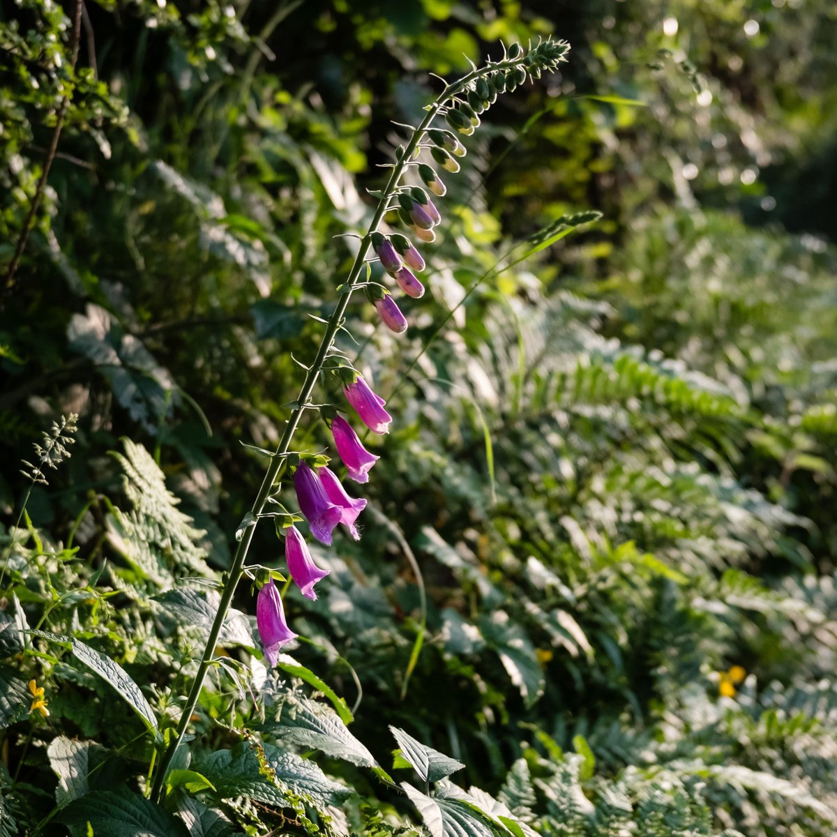 Lewis Bush tweet media