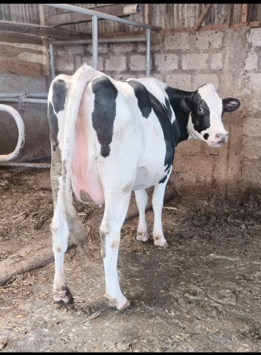 I have these lovely heifers, we're located at Githunguri-Kiambu and we do deliveries country wide plus EAC countries. Call/WhatsApp +254713802746 for more info.