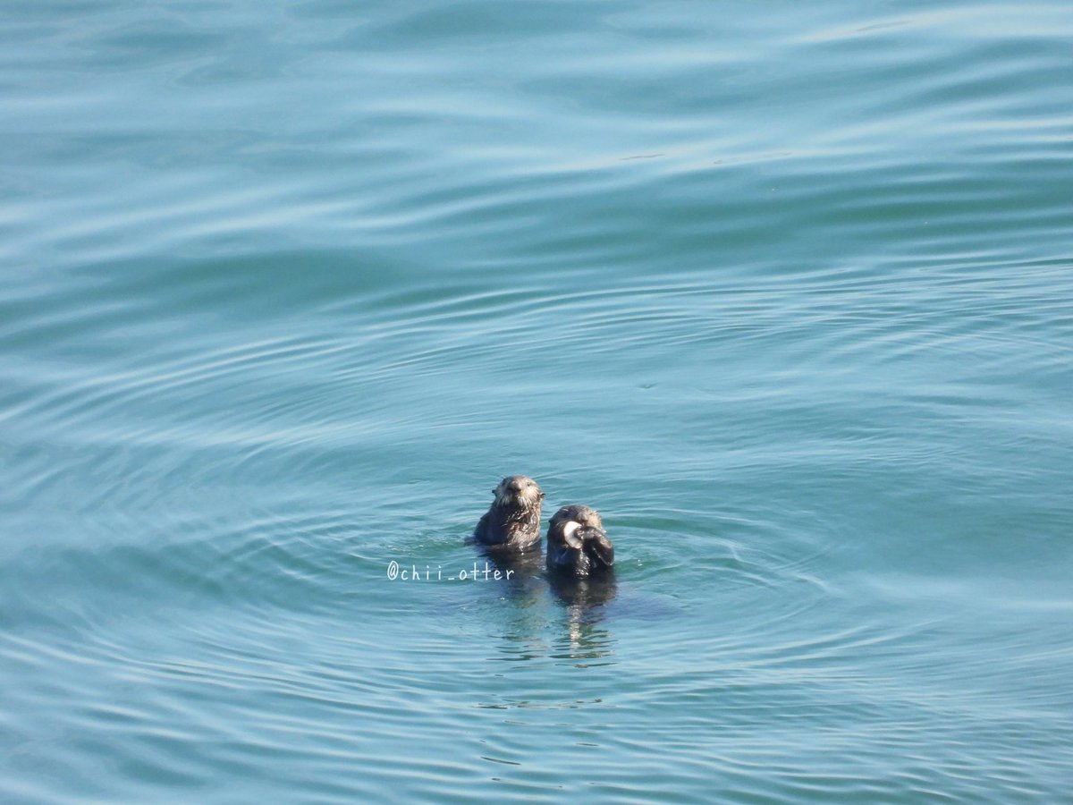 手持ちの貝、見せてくれた