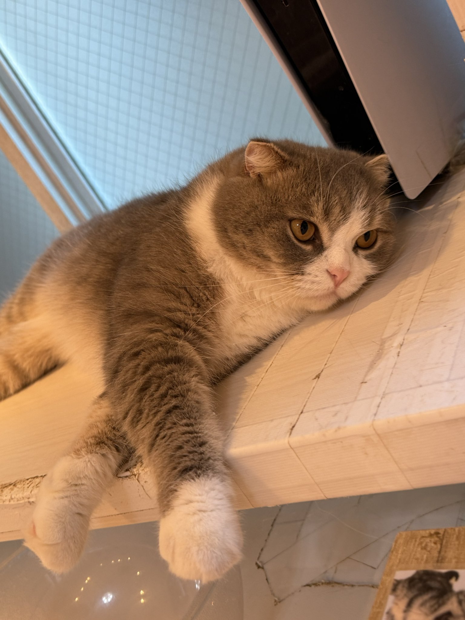 カフェねこ❷ ?media_id=3003381358186521773