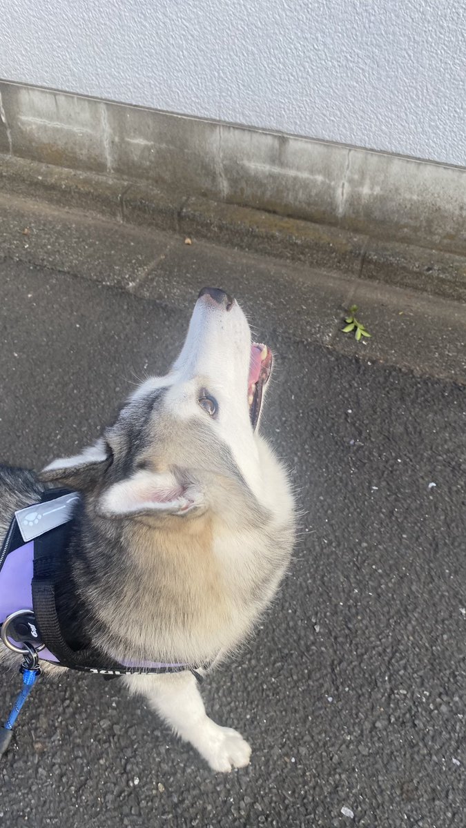 Loxy_husky's tweet photo. @Allukaaaaa328 実はまだ足とか耳の裏には茶色が残ってたりします🥰
タケコプターしっかり見ていただいてありがとうごさいます笑
実はこれ回ります😂 https://t.co/NqFAWBFRMR