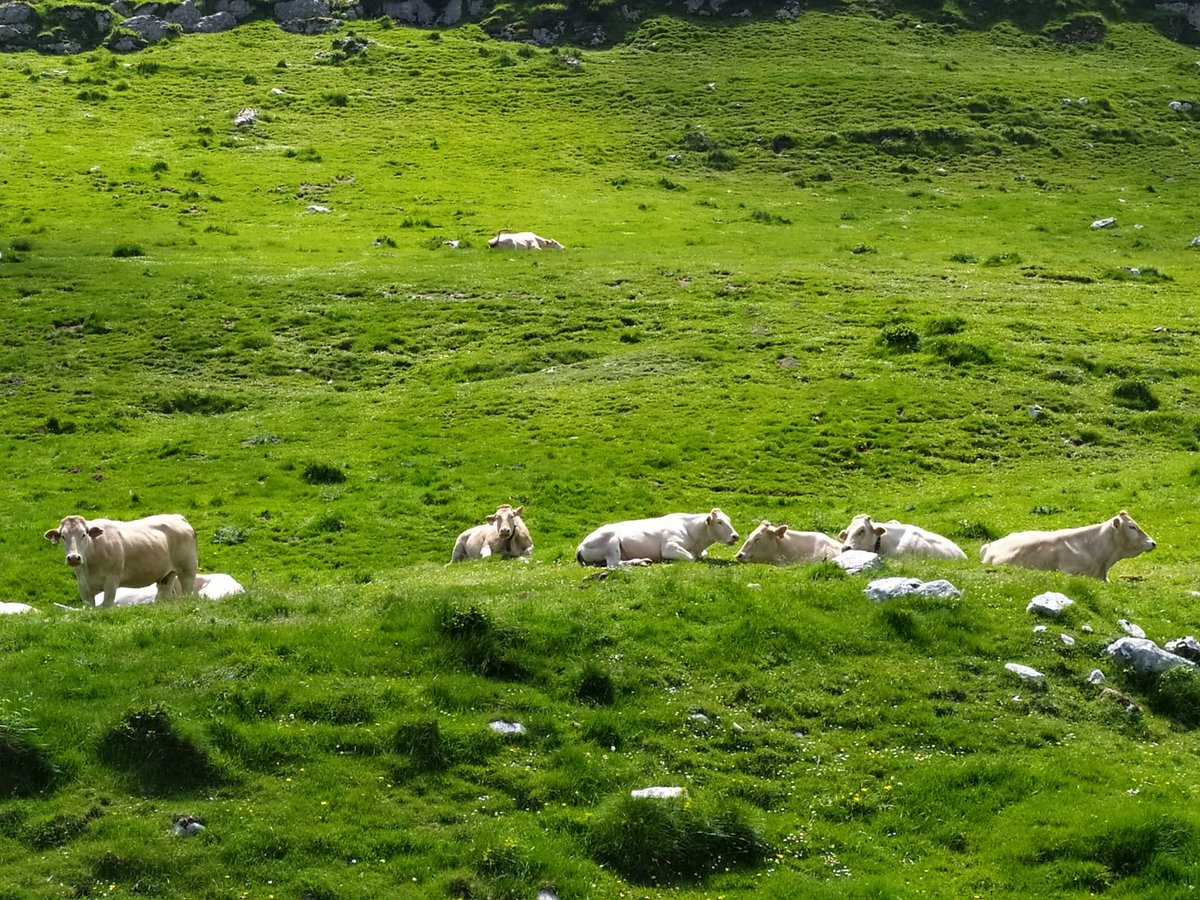 Aralar
Pardeluts inguruan.