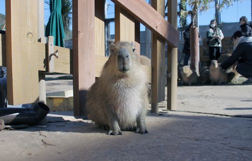 カピバラページ カピバラのかっぴー カピバラのかっぴー - VRoid Hub