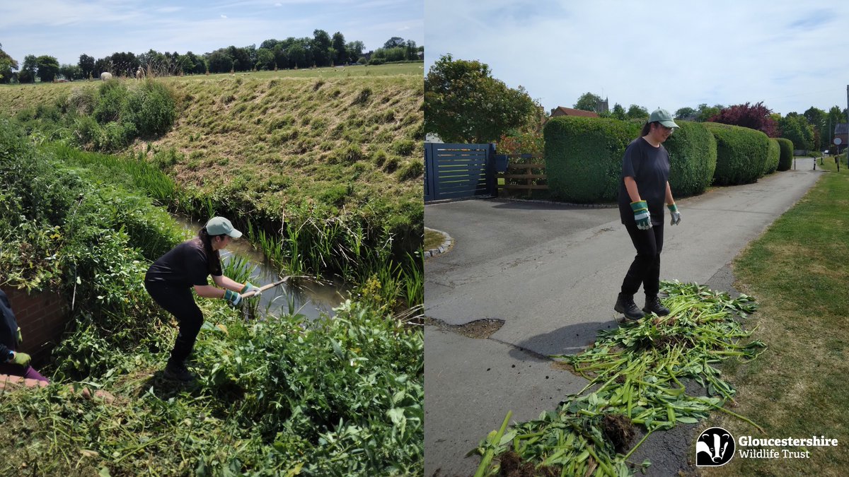 @Gloucestershire Wildlife Trust (@gloswildlife) on Twitter photo It’s not just pollution incidents - Water Guardians are interested in all aspects of water health. Back in May, the Water Guardian Project Officer and three volunteers took part in a spot of Himalayan balsam pulling.
Find out more about himalayan balsam:
gloucestershirewildlifetrust.co.uk/wildlife-explo… It’s not just pollution incidents - Water Guardians are interested in all aspects of water health. Back in May, the Water Guardian Project Officer and three volunteers took part in a spot of Himalayan balsam pulling.
Find out more about himalayan balsam:
gloucestershirewildlifetrust.co.uk/wildlife-explo…