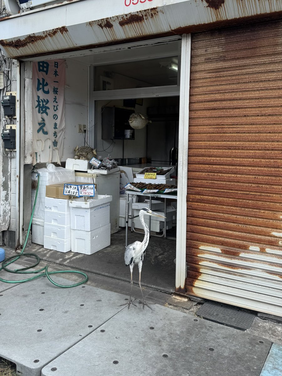 はなもも(hanamomo) on X