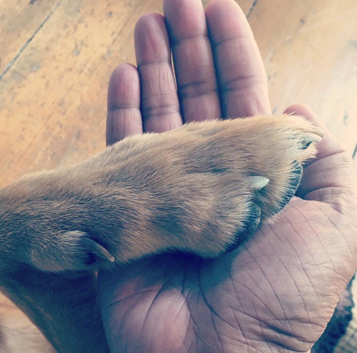 parthaskar's tweet image. #FridayFact 😍 🐶🐾
