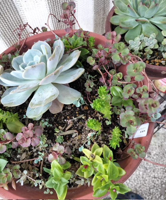 久しぶりに 育ててる多肉植物
