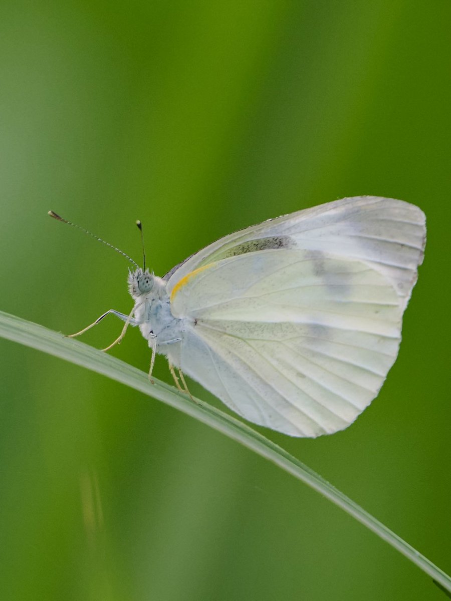 mashiko1970's tweet photo. モンシロチョウ
#モンシロチョウ
#紋白蝶
#smallwhite
#蝶
#チョウ
#昆虫
#butterfly
#瓢湖
#瓢湖しか勝たん
#写真好きな人と繋がりたい
#カメラ好きな人と繋がりたい
#ファインダー越の風景
#カメラ友達募集中
#写真仲間募集中
#休日にはカメラを持って出かけよう
#新潟カメラ部
#マリサポ写真部 https://t.co/Am5OA0dRxf
