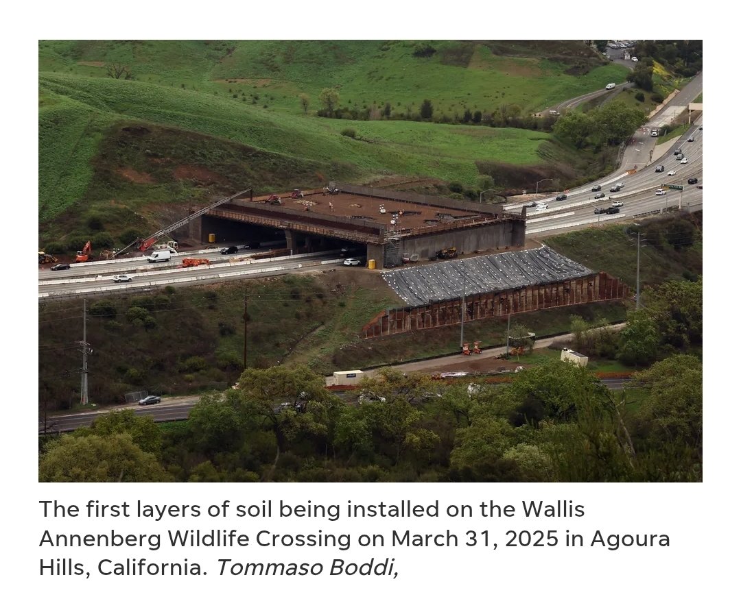 JustSomedude (@jussumdoode) on Twitter photo CommieFornia is winning once again.
A decades long 100 million dollar animal crossing is almost complete.
I wonder if <a href="/CAgovernor/">Governor Gavin Newsom</a> will somehow connect it to his high speed rail project and offer free rides to the animals that know this bridge is for them. CommieFornia is winning once again.
A decades long 100 million dollar animal crossing is almost complete.
I wonder if <a href="/CAgovernor/">Governor Gavin Newsom</a> will somehow connect it to his high speed rail project and offer free rides to the animals that know this bridge is for them.