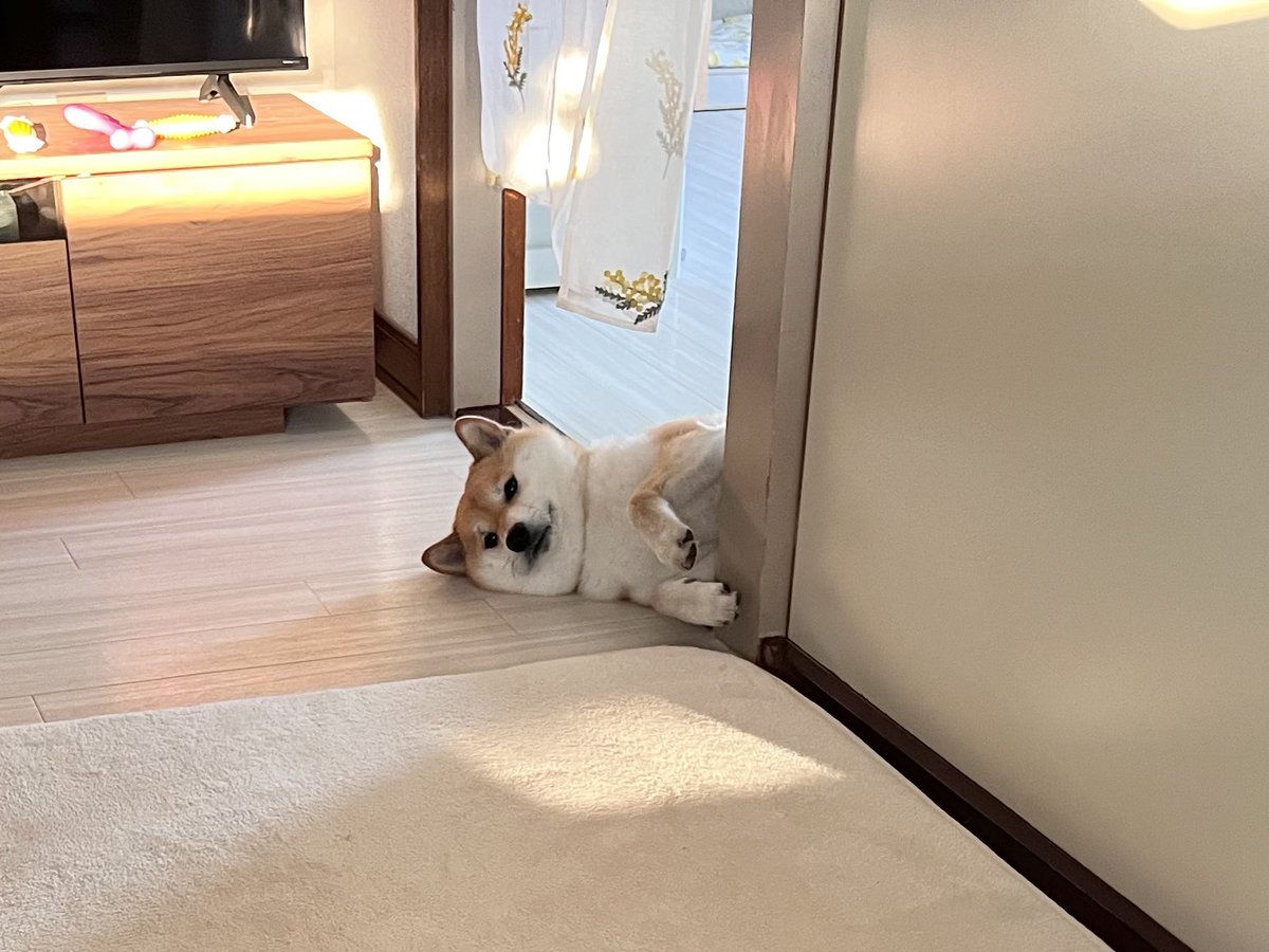 fufufufufu_ta's tweet photo. ごはんはまだかなぁと思ってる犬 https://t.co/P2ki3qZuUh