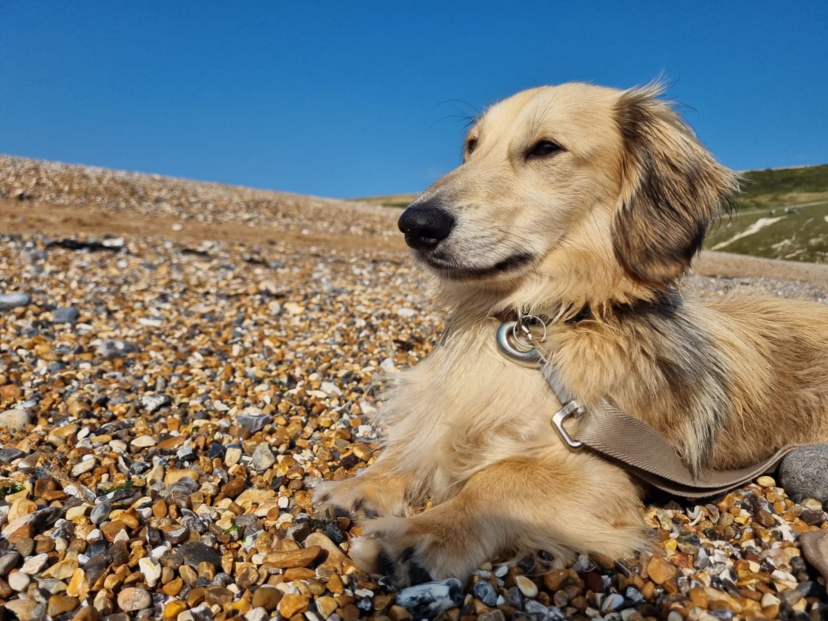 Had a super nice time in Brighton last week :)
Sadly lost most of my photos as my phone broke, but got these beauties! 
-Otis the dog is the best-