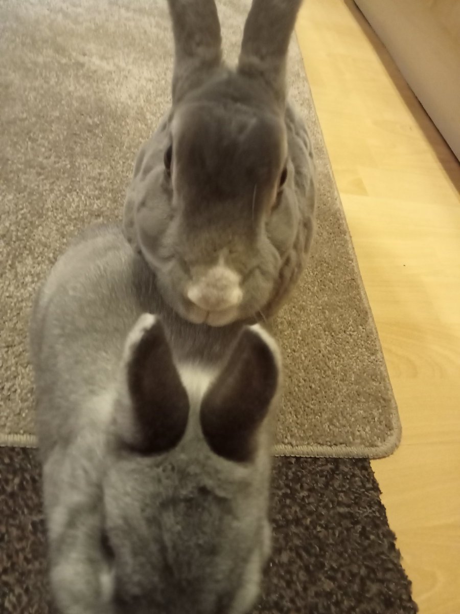 Happy Yorkshire Day from Ben and Bobbin.