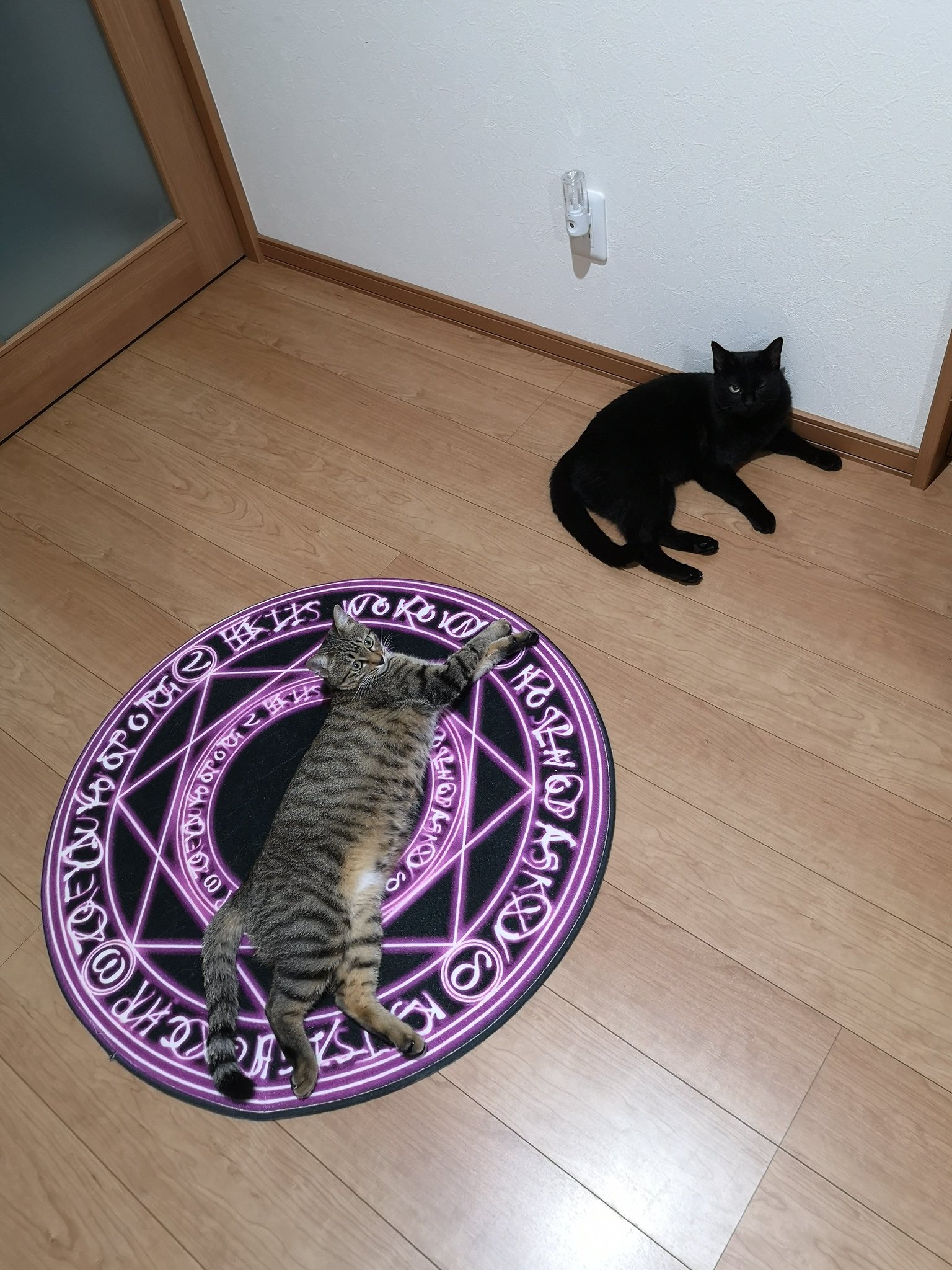 毛だらけ🐈 on X: 