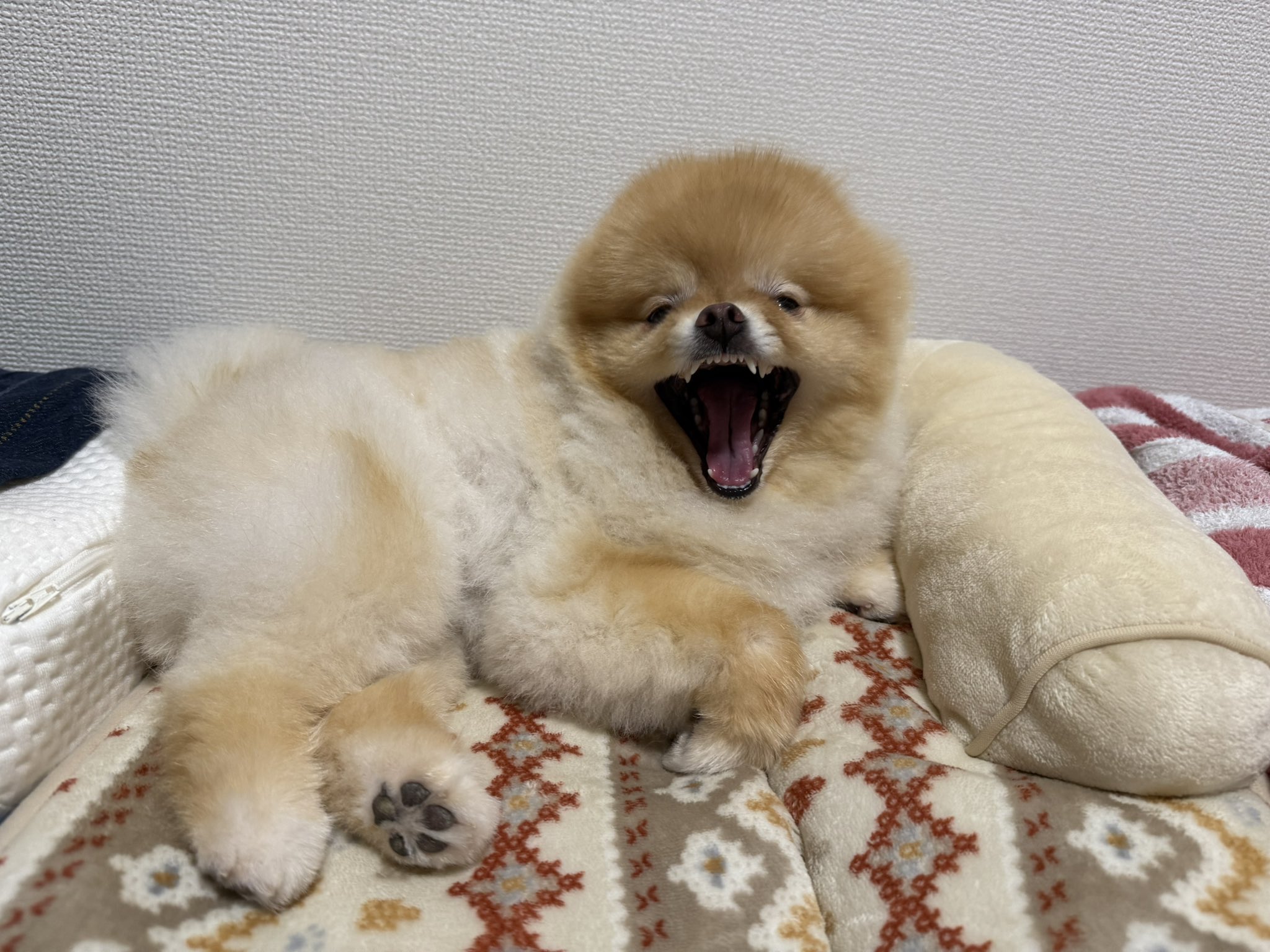 蜜柑様 小林果園＞甘みぎゅっと凍らせ蜜柑 | 商品詳細 | 高島屋