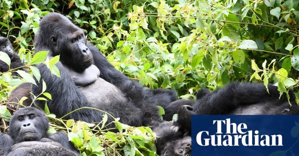 Gorilla habitats and pristine forest at risk as DRC opens half of country to oil and gas drilling bids
Essentially a death sentence for our closest relatives 
The blocks opened for auction cover 124m hectares (306m acres) of land  home  to precious wildlife, including  endangered