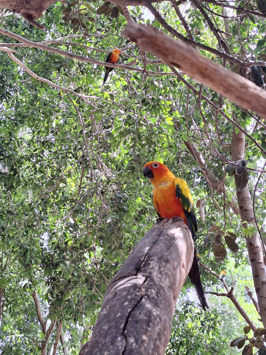 Terra Natura Benidorm (@terranaturazoo) on Twitter photo 🦜 ¡Descubre el mundo de las #aves!
Con la experiencia #DiscoveryAviario de <a href="/TerraNaturaZoo/">Terra Natura Benidorm</a> vivirás una aventura rodeado de #avesexóticas, aprendiendo sobre su comportamiento y #conservación.
¡Una experiencia única para toda la familia! 🐦
tickets.terranatura.com/experiencias-t… 🦜 ¡Descubre el mundo de las #aves!
Con la experiencia #DiscoveryAviario de <a href="/TerraNaturaZoo/">Terra Natura Benidorm</a> vivirás una aventura rodeado de #avesexóticas, aprendiendo sobre su comportamiento y #conservación.
¡Una experiencia única para toda la familia! 🐦
tickets.terranatura.com/experiencias-t…