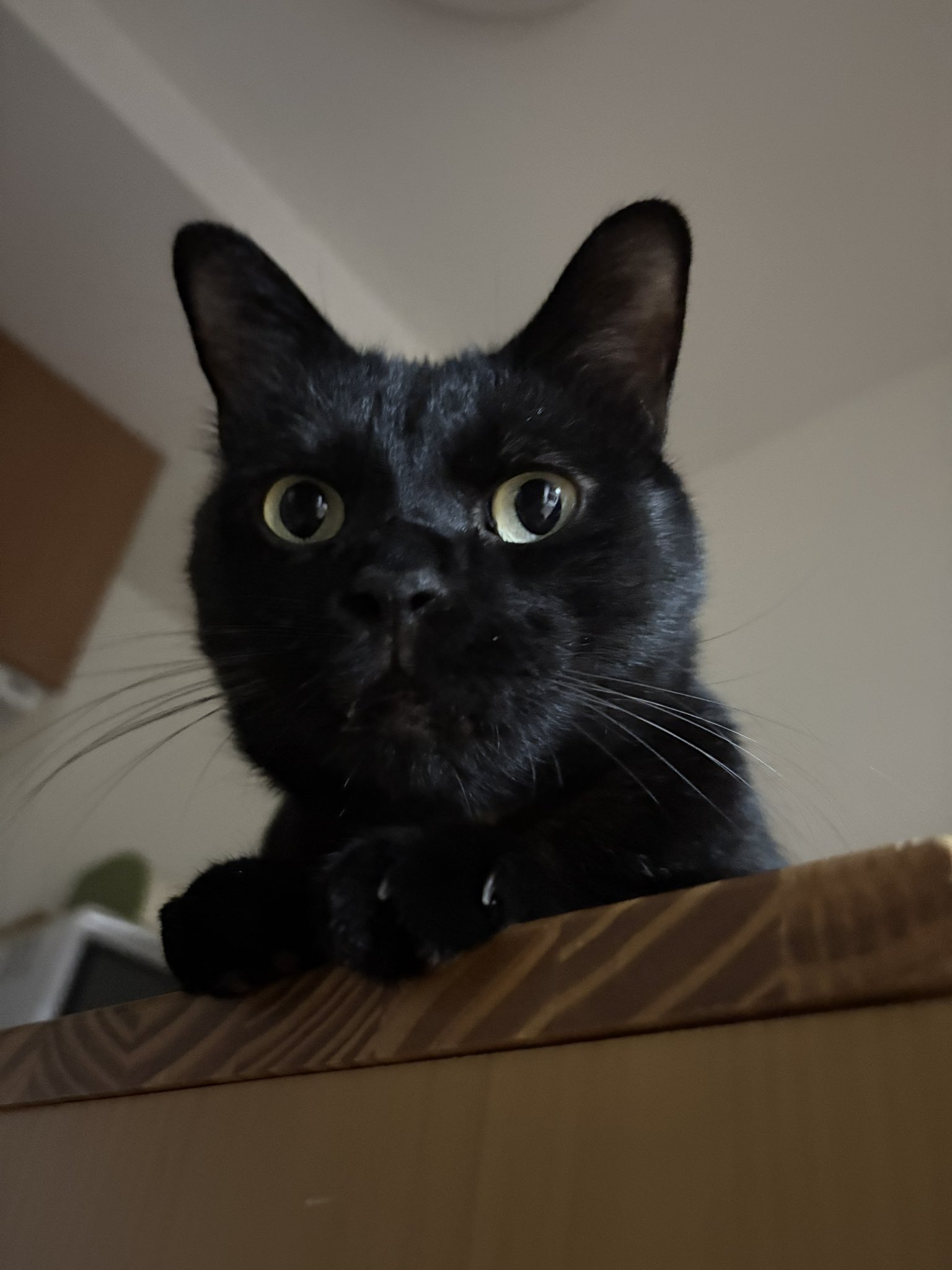 黒猫ジジさん on X: 