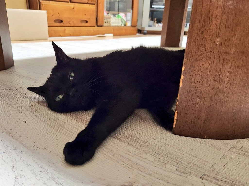 黒猫 maisondumarche_120008911000