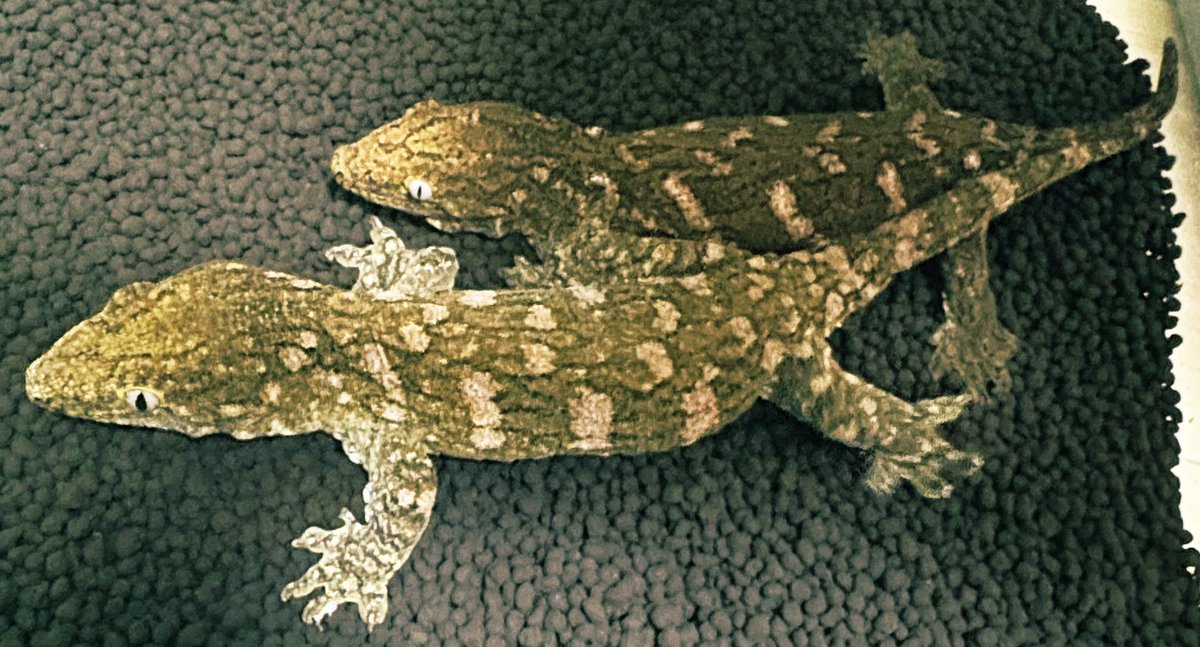 ジャイゲコ

うちにいる爬虫類の中で大人しさと触り心地はいちばん🫠

明日は久しぶりの静岡🫡