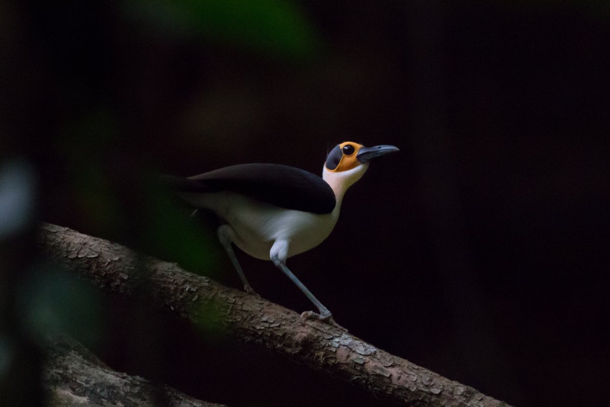 BirdingBreaks Nieuwsbrief - Augustus 2025 editie 1 - Easy Birding - mailchi.mp/birdingbreaks/…