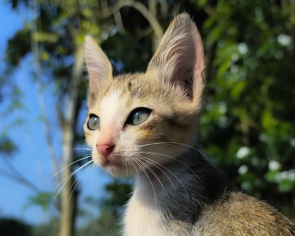 A__K_G_'s tweet image. 🐈
#ShotOnRedmi #RedmiNote13ProPlus5G