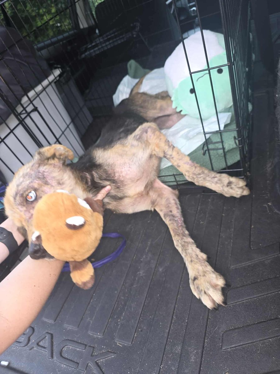 Pals!
It’s $5 Friday!
We have an emergency situation 🆘!
Last night we rec’d a text from Jackson Cty NC shelter asking if we’d take an urgent hound.
She was under someone’s trailer &amp; they said if they “didn’t feed her, maybe she’d leave”. 
FOR A MONTH.
She is on her way to our