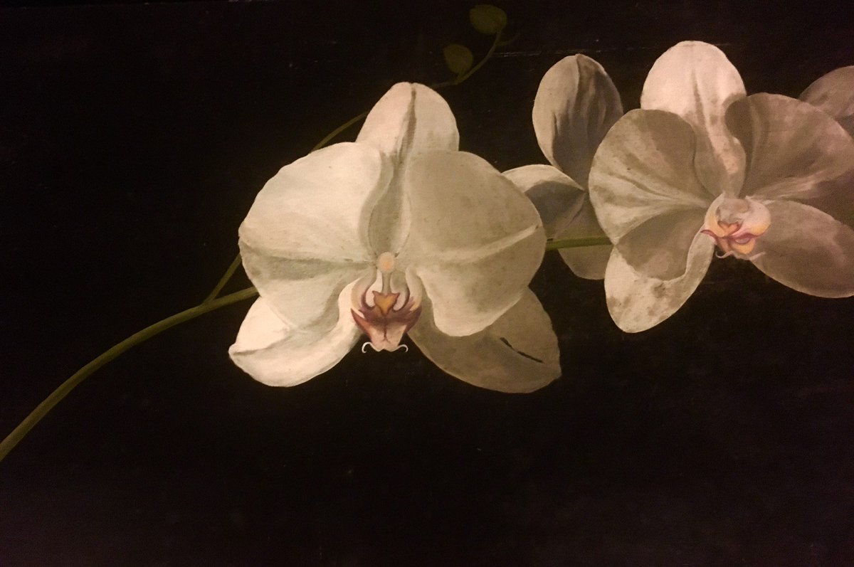 "White Orchids"--Oil paint on wood
3ft x 2ft