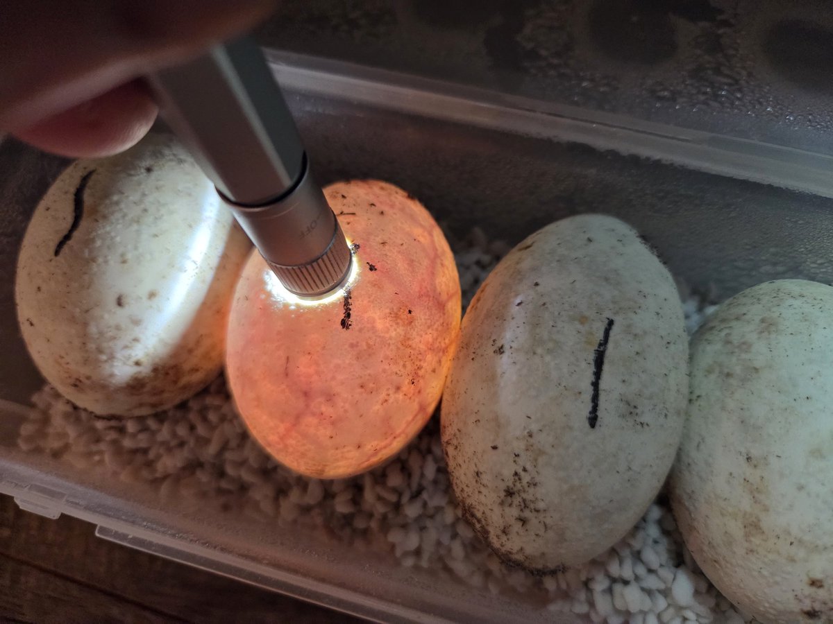 最近採った卵の定期検卵
HetメラニもT－hetの卵も順調に成長してますね🙆
次は８月末にメラニ×メラニ
９月の末にT－het×T－phetの卵を取る予定☝️

後今年中にT－phet♀️❷の卵取って産卵周期を確認したい所💡

一回無精卵産んでるから栄養状況良ければ必ず産むはず