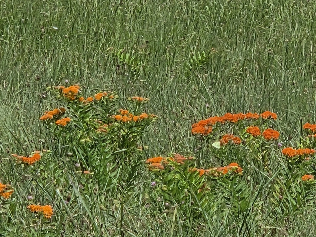 Rutledge Falls in TN is a little gem. Privately owned but open at no charge to share this beauty🌞 kiddos swimming said water was very cold. Hub and pup enjoyed the stroll down while I just took in the view from up top.