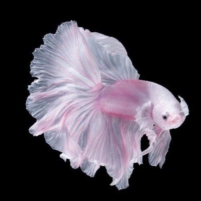 𝖯𝗋𝗂𝗇𝖼𝖾𝗌𝗌 tweet media