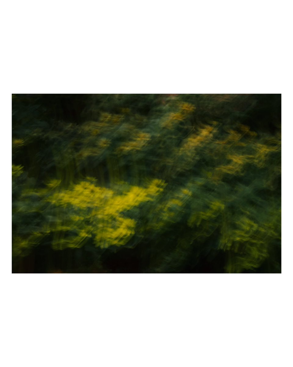 bear_miro_'s tweet photo. flowers frow  (photo experiment) https://t.co/c8CSkMkKbi