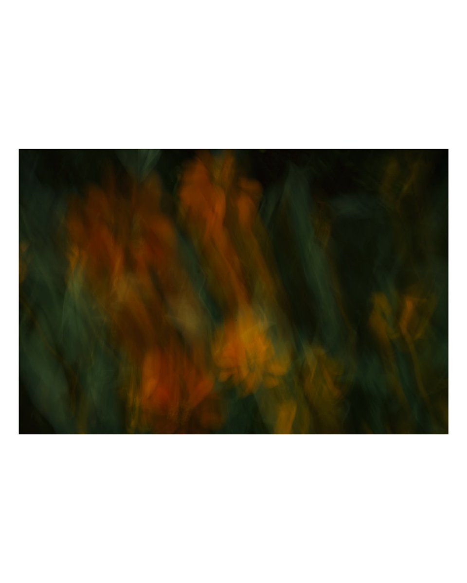 bear_miro_'s tweet photo. flowers frow  (photo experiment) https://t.co/c8CSkMkKbi