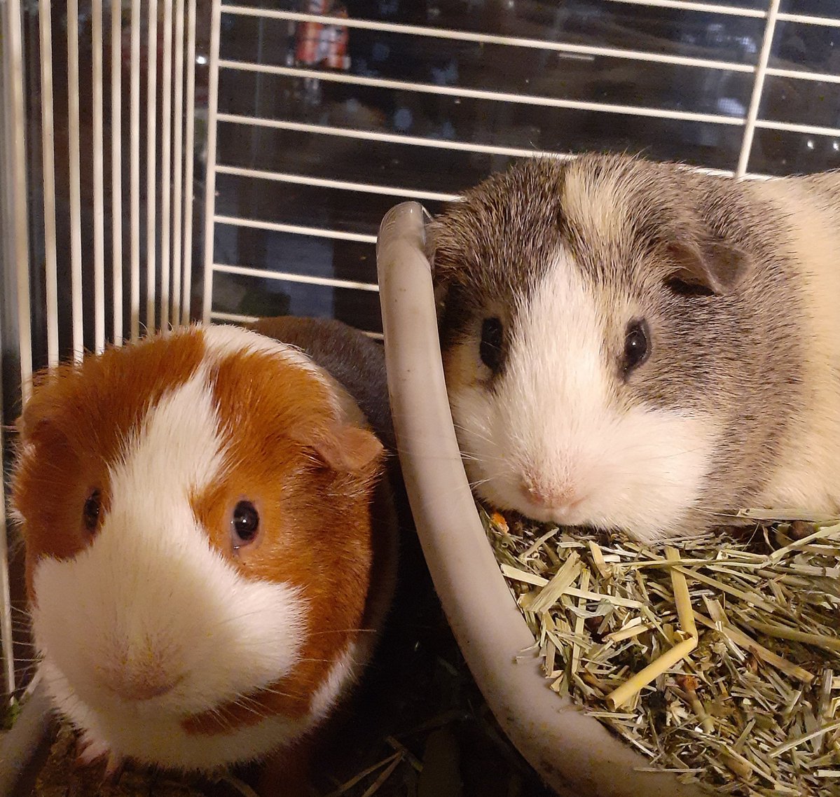 Georgie and Archie here...We wanted to say "Hello!!"😊👋 #Hedgewatch