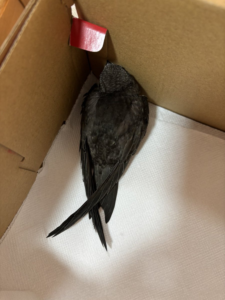 Se me ha muerto el vencejo que recogí en la entrada de mi casa. . Pobre..

Son unos pájaros fascinantes. 

¿Se puede poner una triste por un pajarito?