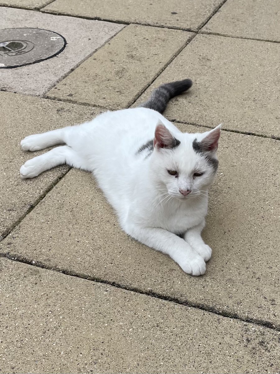 It’s a little cooler here this morning but I am on #Hedgewatch. We will think of dear Jude today and his family who loved him so much. ❤️❤️❤️ #HedgewatchforJude
