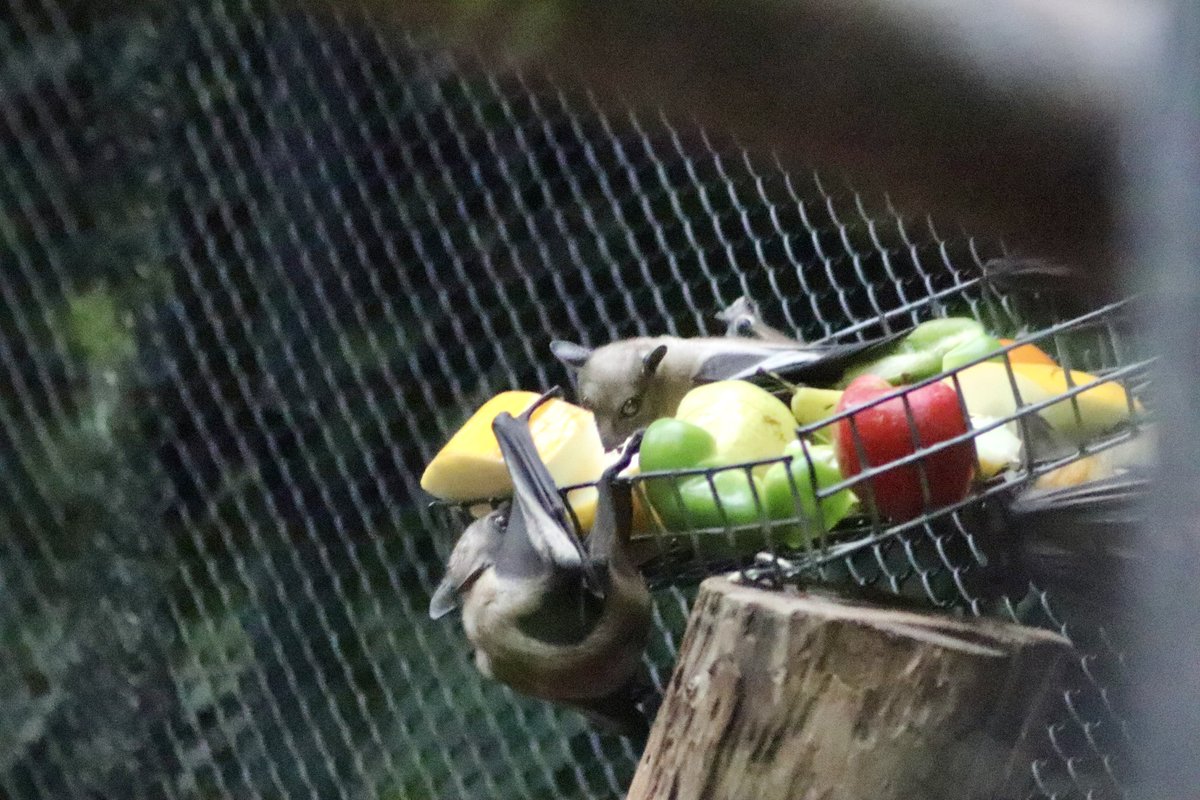 de PEYROLLE tweet media